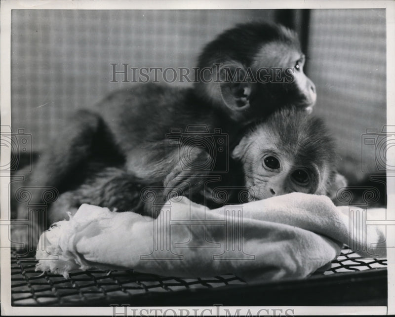 Load image into Gallery viewer, 1959 Press Photo Two spider monkeys at Univ of Wisconsin
