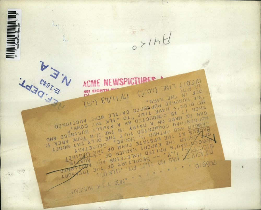 1943 Press Photo Secretary Morgenthau Auctions Off Prized Holsteins