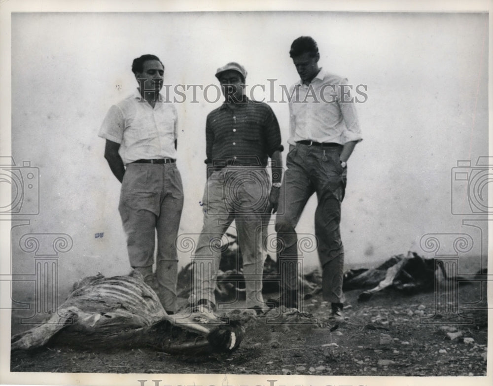 1963 Press Photo Coronel Suarez, Argentina ranchers &amp; drought dead cattle- Historic Images