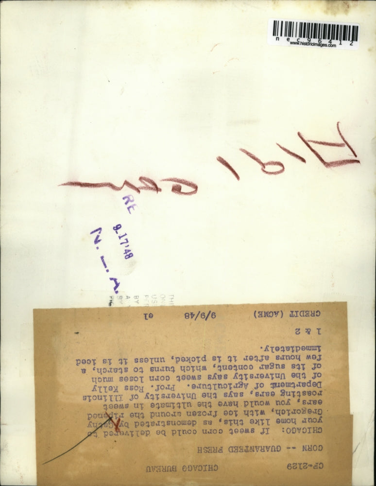 1948 Press Photo Cathy Gregorich with ice frozen around ears of corn.