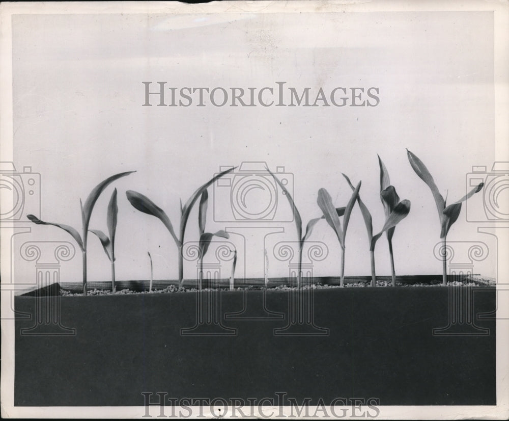 1949 Press Photo Corn seedlings at the California Institute of Technology