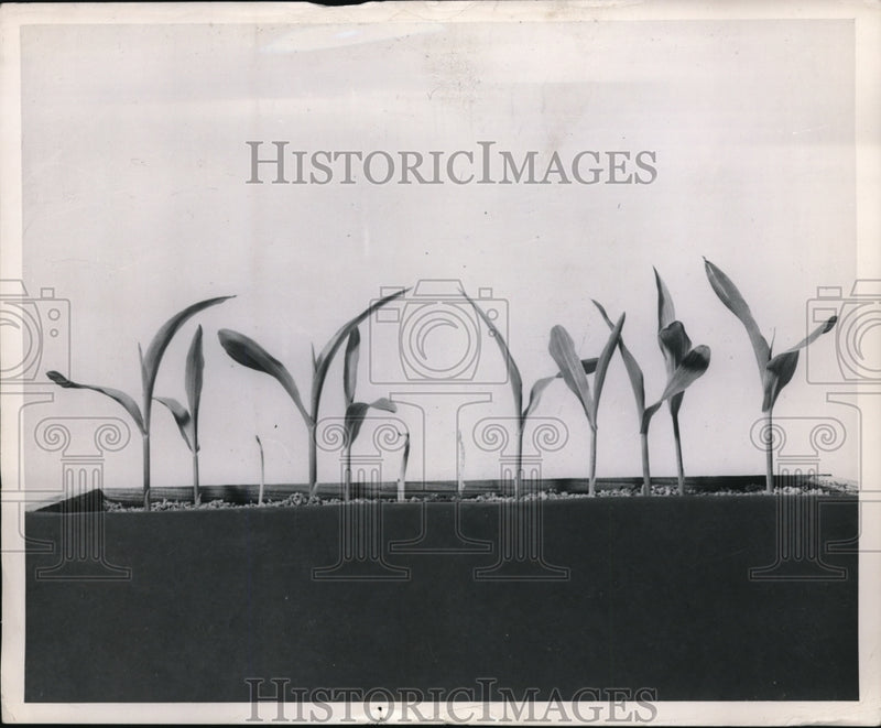 Load image into Gallery viewer, 1949 Press Photo Corn seedlings at the California Institute of Technology
