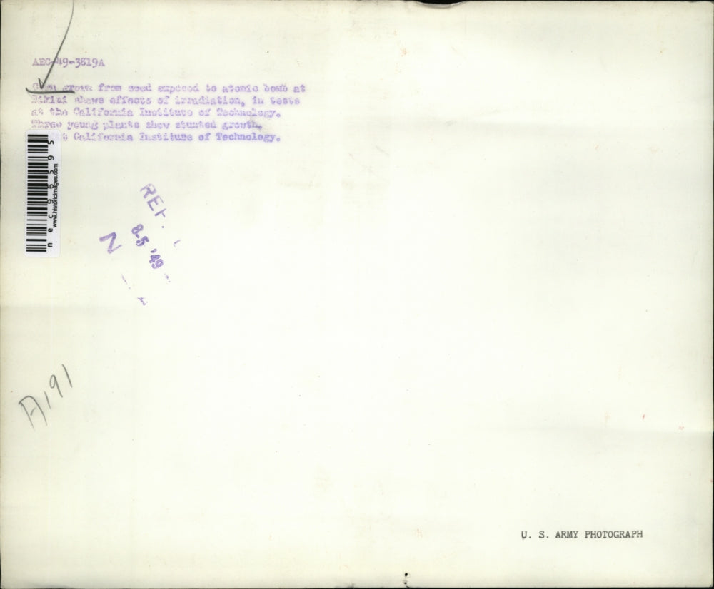 1949 Press Photo Corn seedlings at the California Institute of Technology