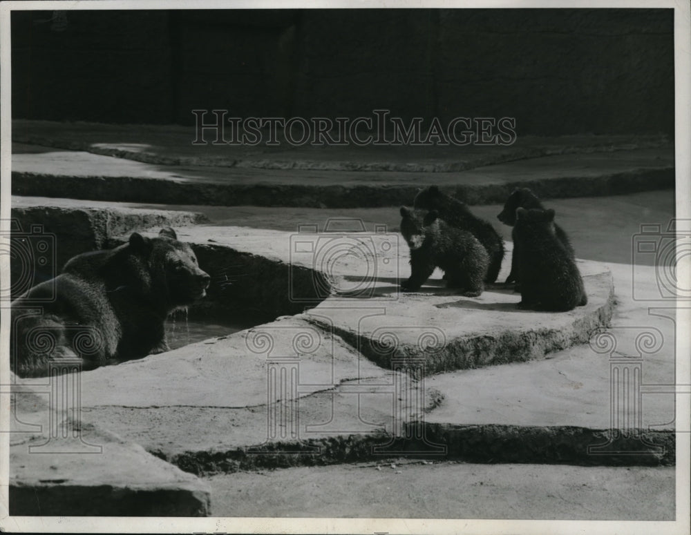 1943 Press Photo Mama Bear with Quadruplets at San Francisco Zoo - nec97089