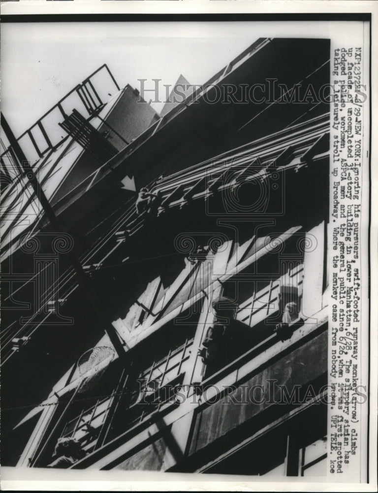 1960 Press Photo Runaway monkey climbs up the uncompleted 31-story building