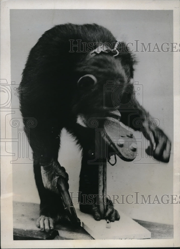 1937 Press Photo Peter the Chimp tries to put cleats on football shoe- Historic Images