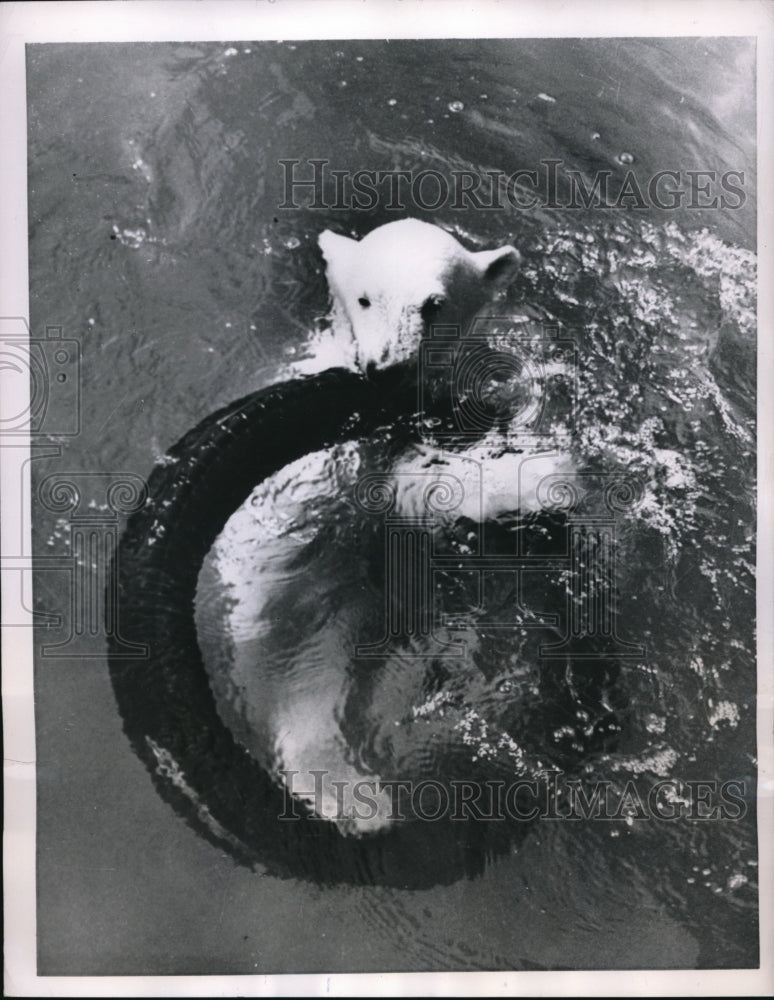 1950 Press Photo Polar bear bay Brumas on Rubber tire for balance in London Zoo