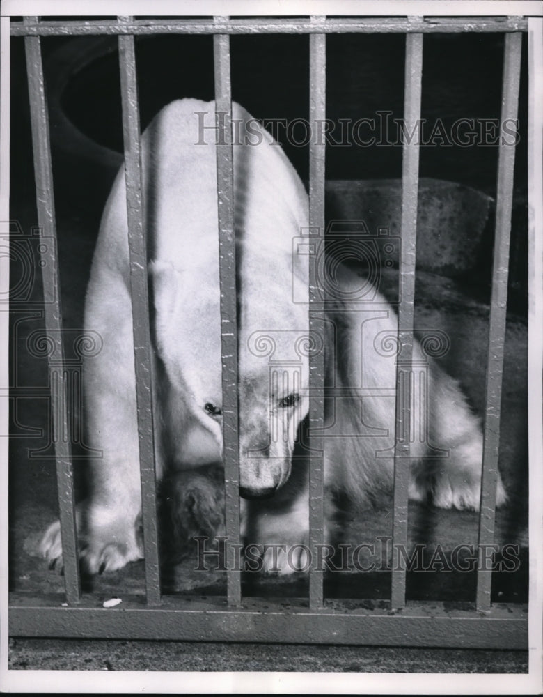 1953 Press Photo Heat discouraged Polar bear at Lincoln Park Zoo