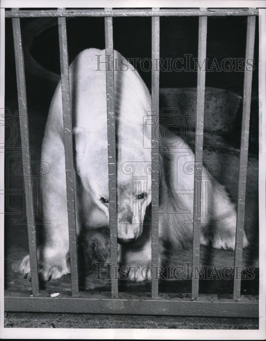 1953 Press Photo Heat discouraged Polar bear at Lincoln Park Zoo