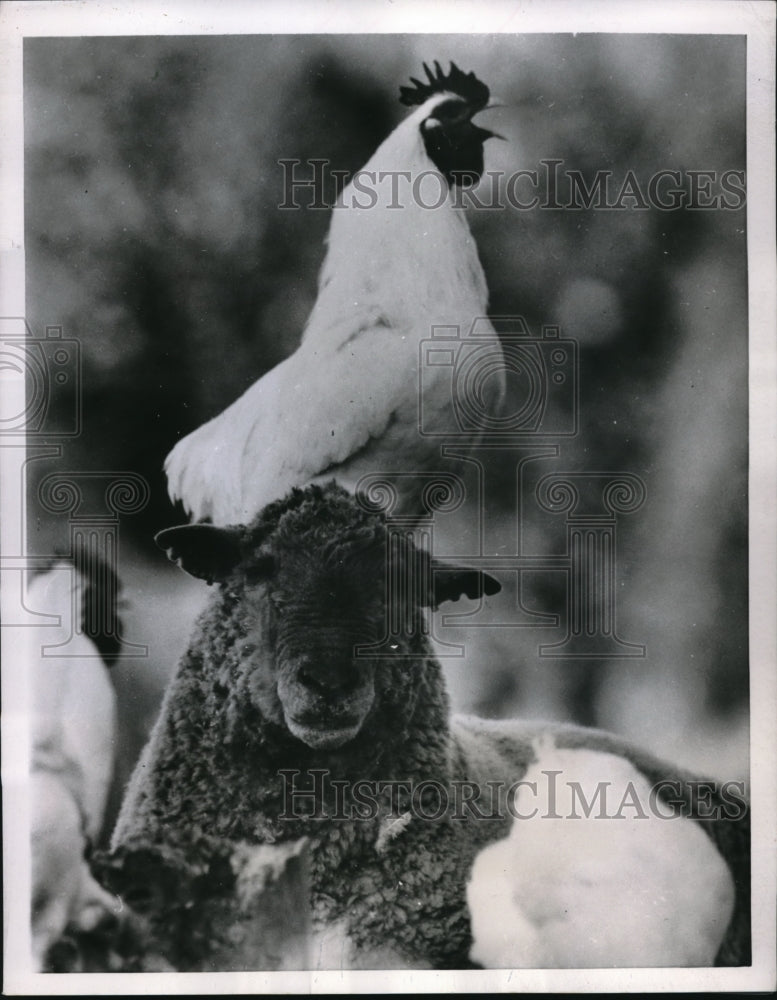 1953 Press Photo Resignation look of ram as a White Rock Rooster on his head
