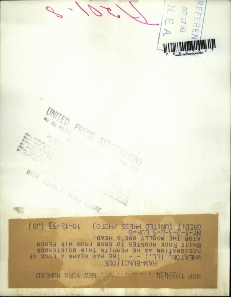 1953 Press Photo Resignation look of ram as a White Rock Rooster on his head