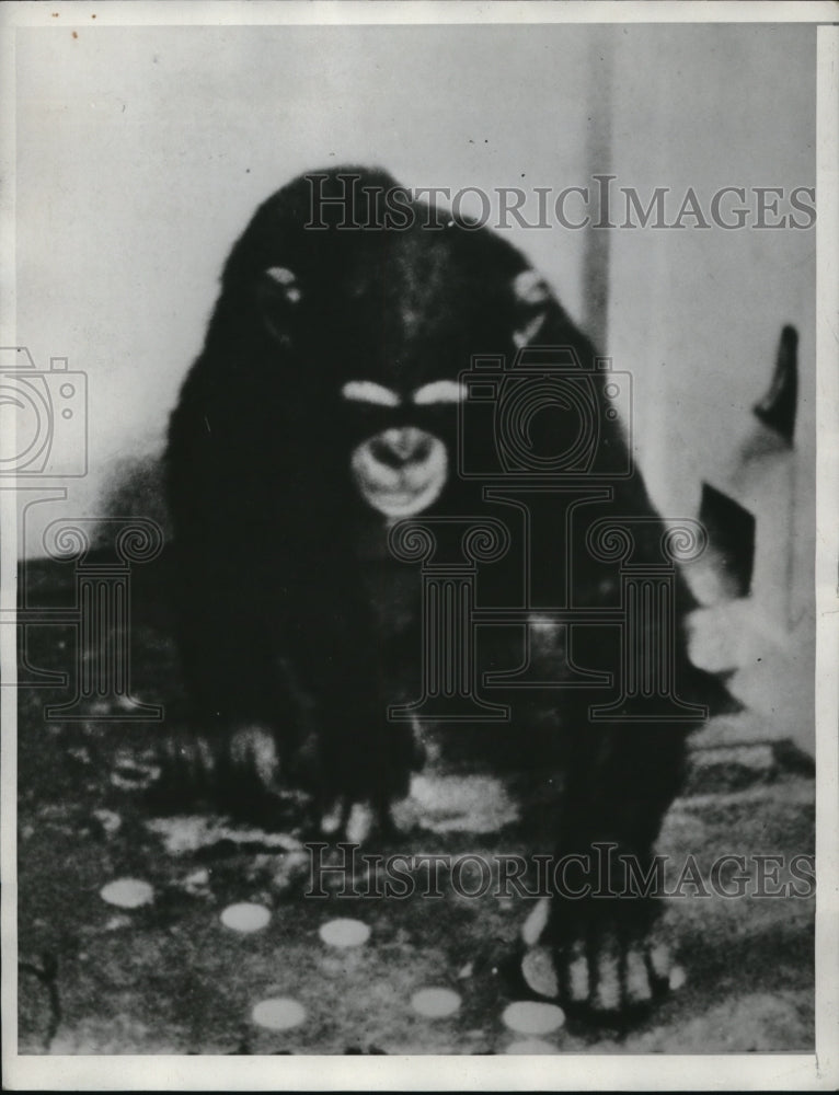 1934 Press Photo chimp selects coin so she can avoid photographer