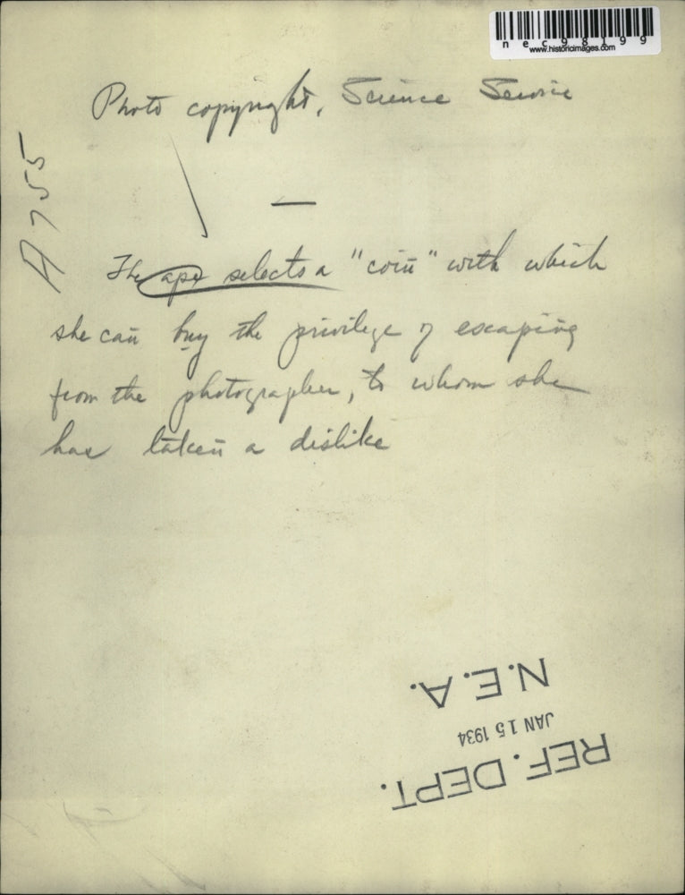 1934 Press Photo chimp selects coin so she can avoid photographer