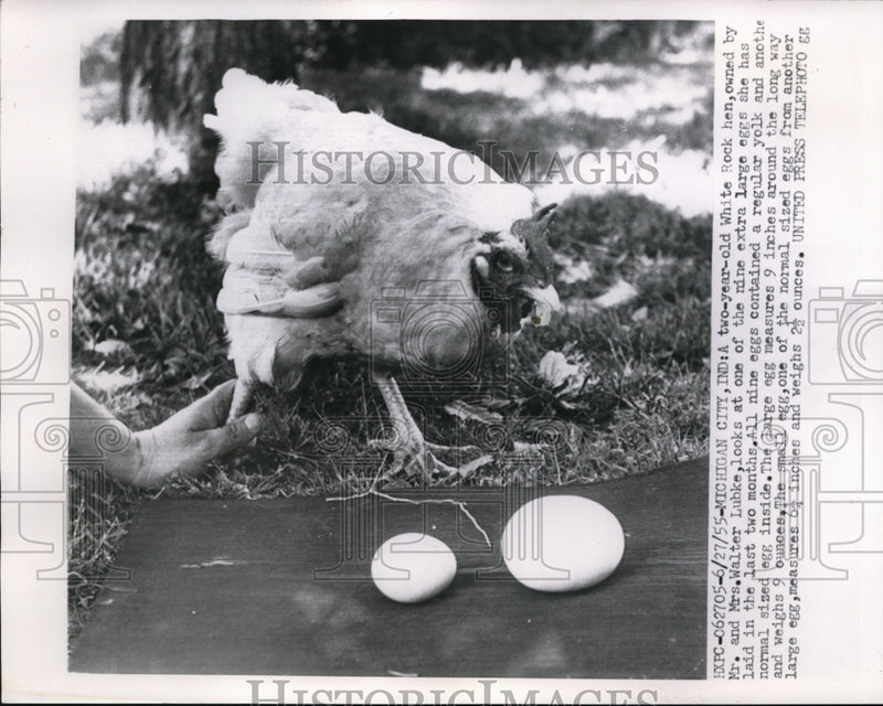 Load image into Gallery viewer, 1955 Press Photo Michigan City Ind White rock hen of Mr &amp; Mrs Walter Lubke
