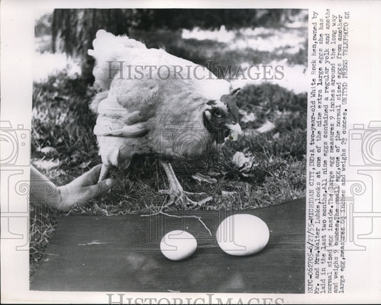 1955 Press Photo Michigan City Ind White rock hen of Mr & Mrs Walter Lubke