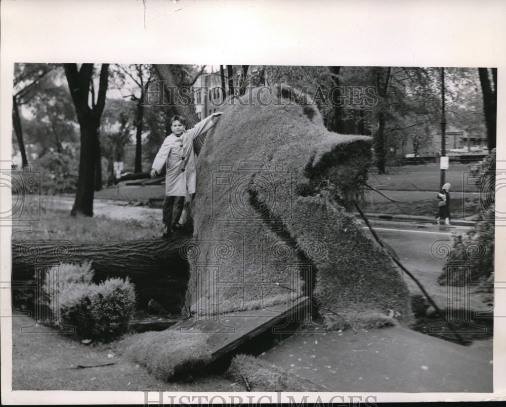 1957 Press Photo Child Standing By Uprooted Tree After Thunderstorm - nec98928