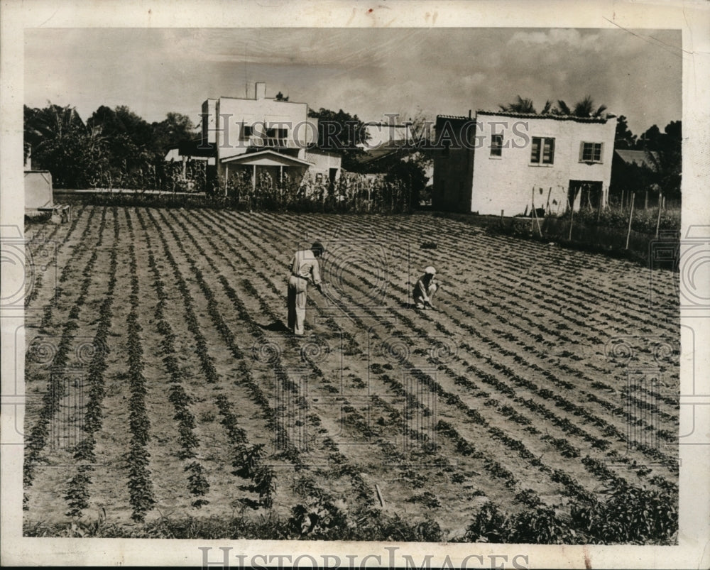1939 Press Photo Florida's strawberry farm at back yard reaps success
