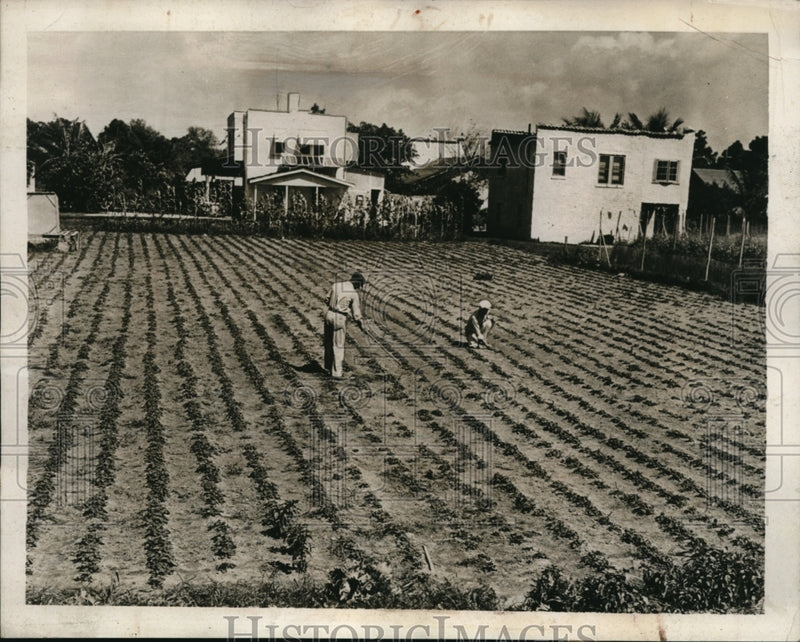 Load image into Gallery viewer, 1939 Press Photo Florida's strawberry farm at back yard reaps success
