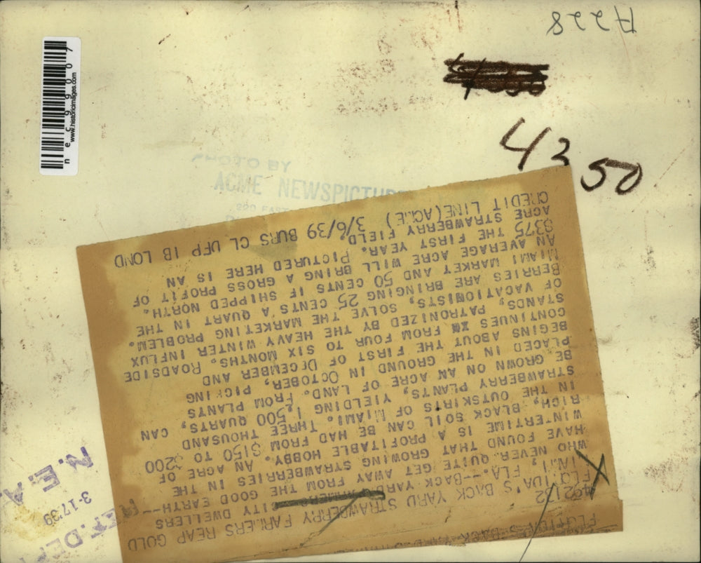 1939 Press Photo Florida's strawberry farm at back yard reaps success