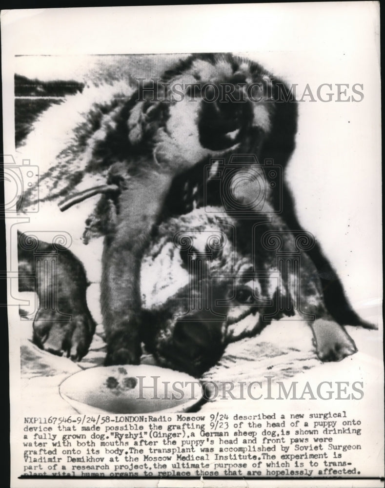 1958 Press Photo London A Herman sheep dog with puppy grafted on by Russians