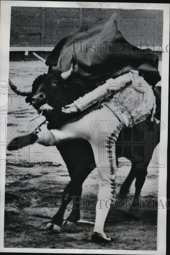 1962 Press Photo Madrid Spain Bullfighter Marco Polo didn't escape