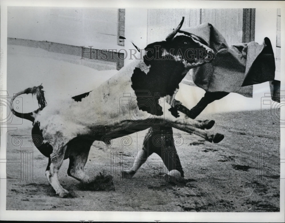 1962 Press Photo Armando Soares, a bull fighter, in the arena with "Afarolado"