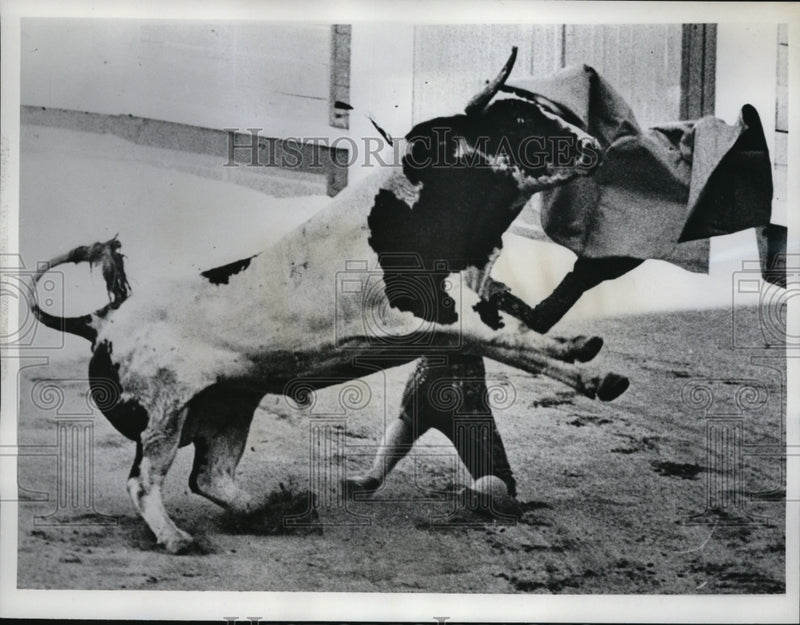 Load image into Gallery viewer, 1962 Press Photo Armando Soares, a bull fighter, in the arena with "Afarolado"
