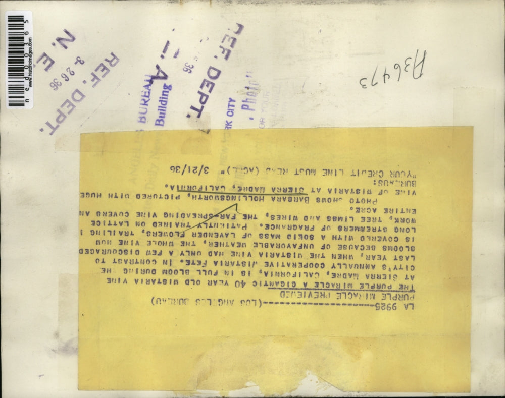 1936 Press Photo Barbara Hollingsworth with a huge vine of Wistaria - ned00365