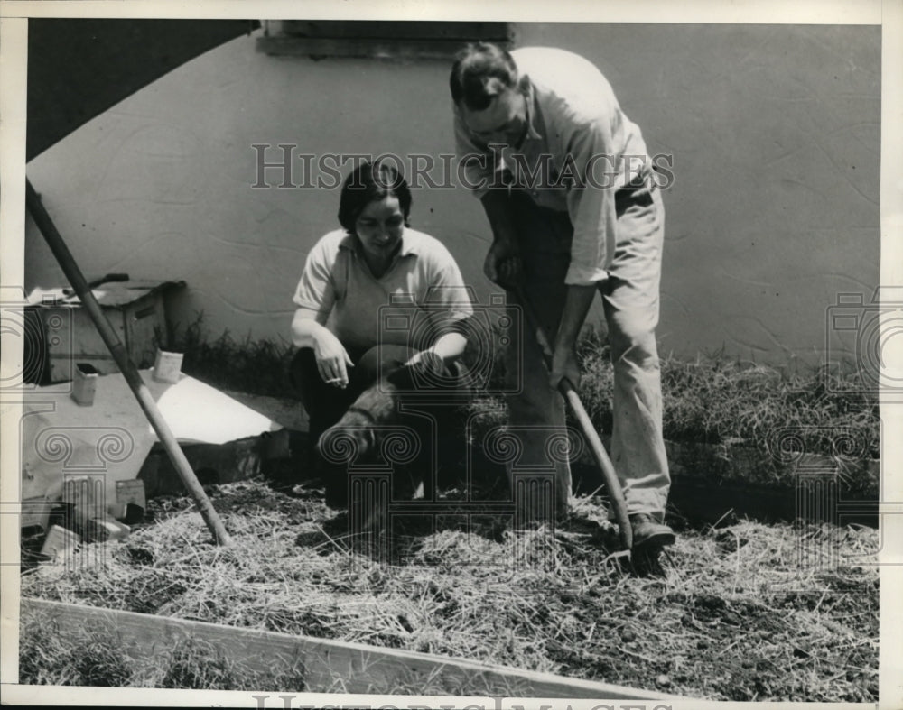 1935 Press Photo Mr & Mrs Hasen dig new bed for a garden