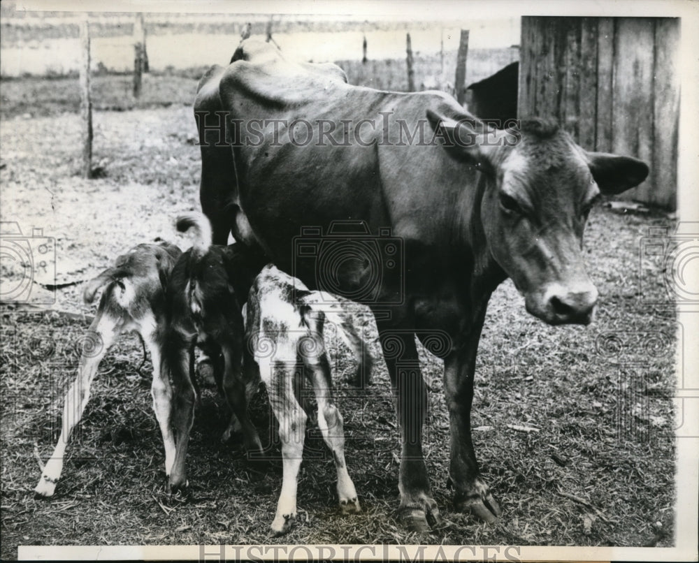 1939 Press Photo Triplet Calves in Switzerland