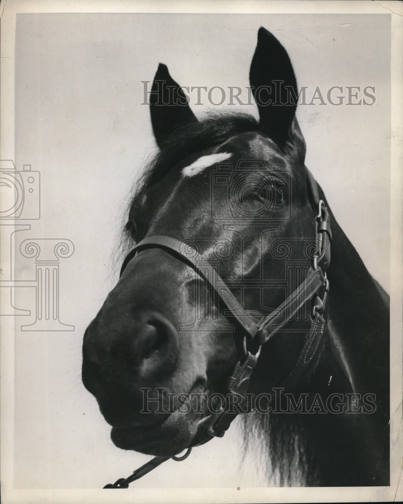 Load image into Gallery viewer, 1938 Press Photo smart looking horse owned by E. T. Gerry is Dale Hanouer
