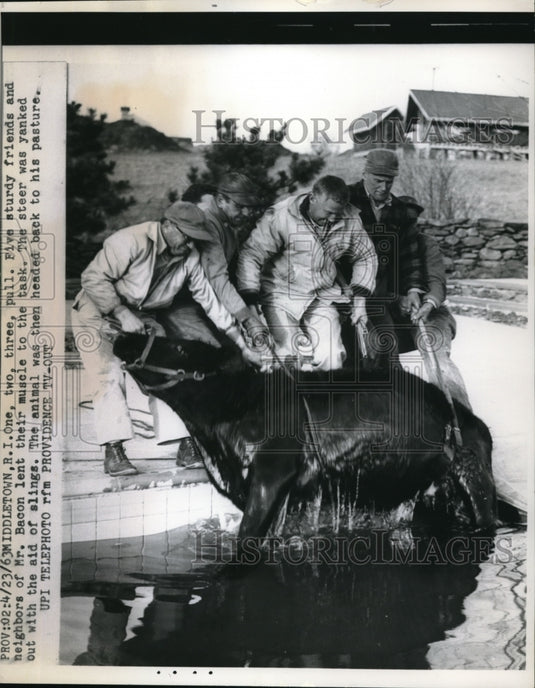 1963 Press Photo Friends of Mrs. Bacon helped pull the animal out