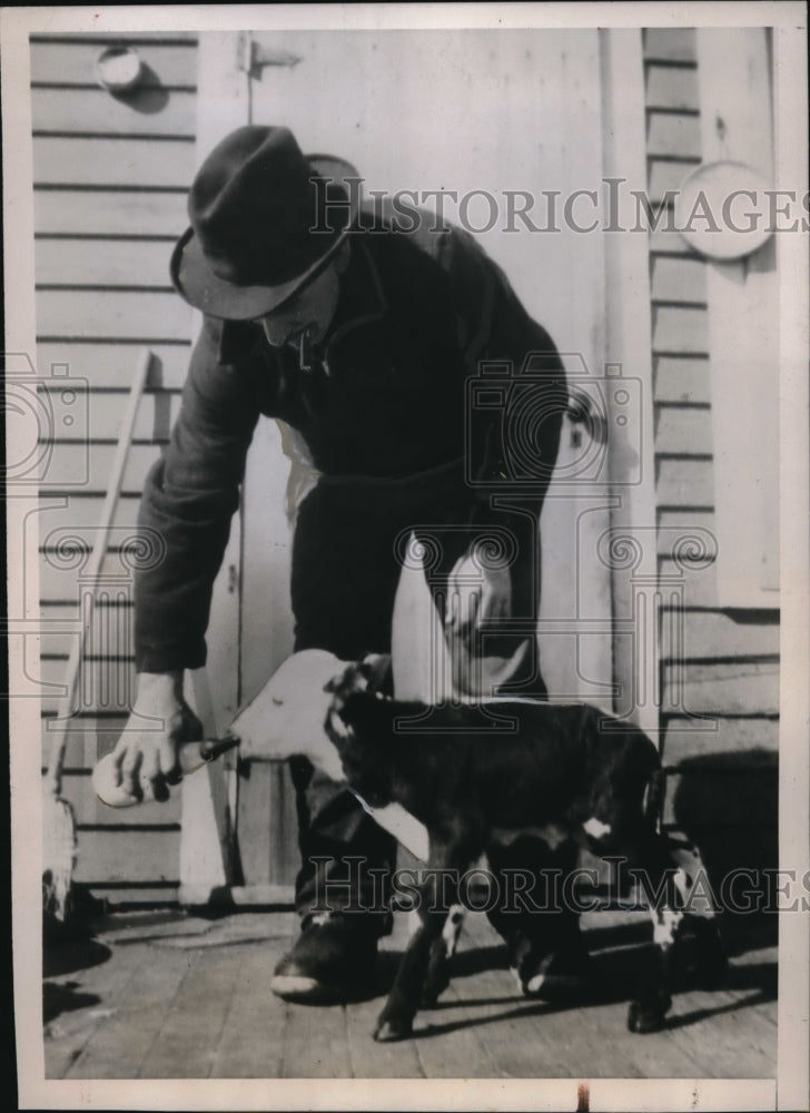 Load image into Gallery viewer, 1938 Press Photo Ogema Minn Midget Calf Stumps Experts C.H Putbreze - ned00598
