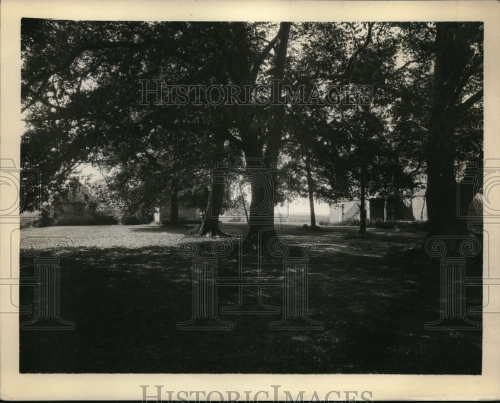 1932 Press Photo Robert E Lee English Beechnut Trees at the East wing view