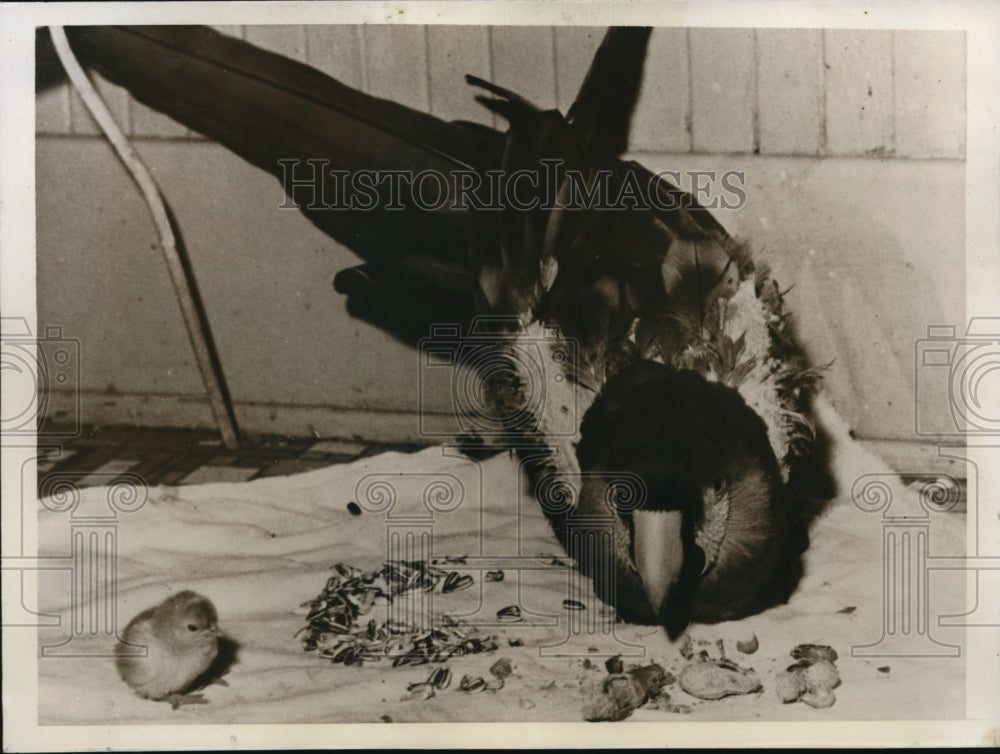 1935 Press Photo Jacqueline a Macaw bird owned by Mrs Ida Marsh