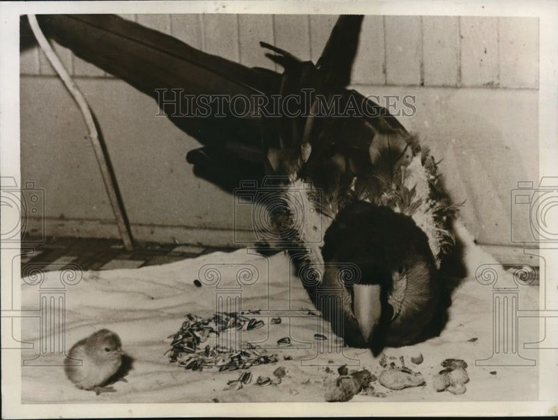Load image into Gallery viewer, 1935 Press Photo Jacqueline a Macaw bird owned by Mrs Ida Marsh
