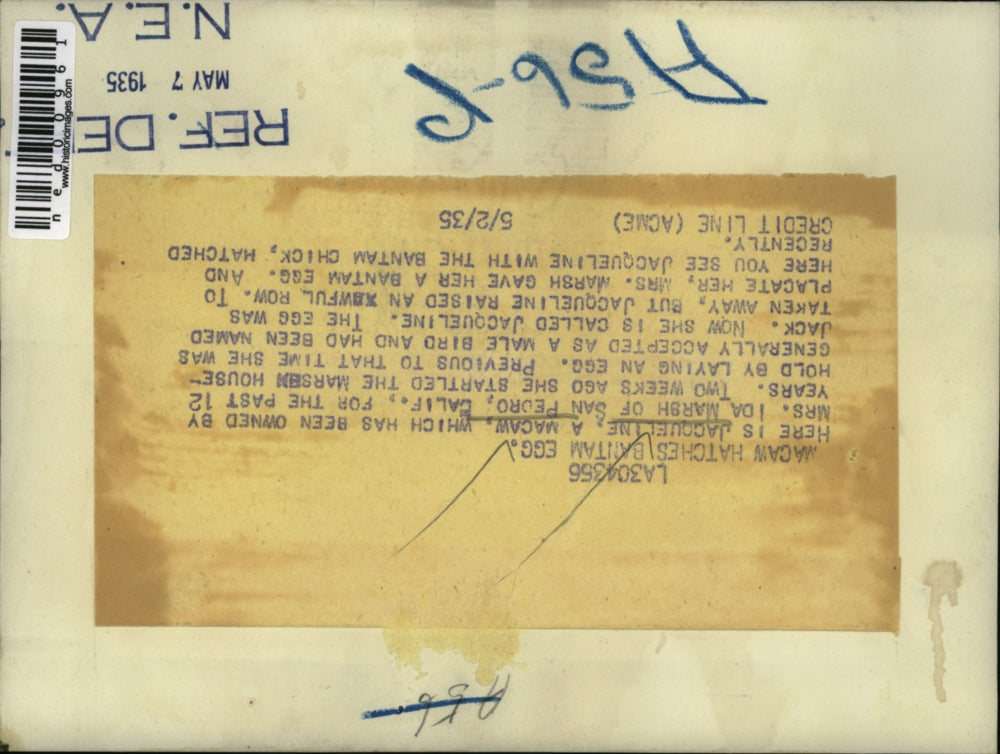 1935 Press Photo Jacqueline a Macaw bird owned by Mrs Ida Marsh