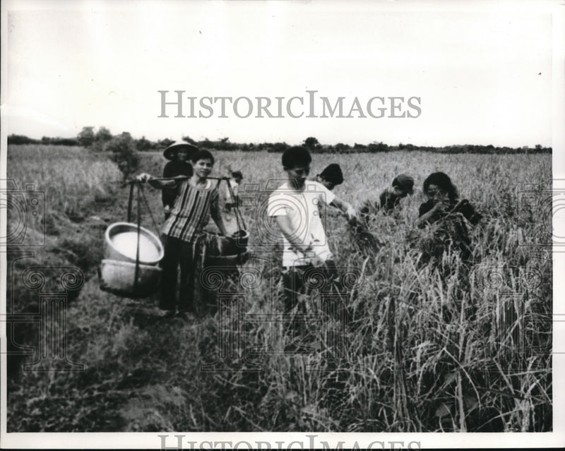 Load image into Gallery viewer, 1954 Press Photo Peasants farmers harvest grain at Darlac
