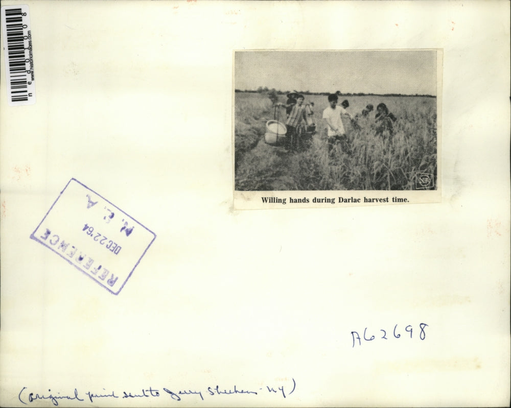 1954 Press Photo Peasants farmers harvest grain at Darlac