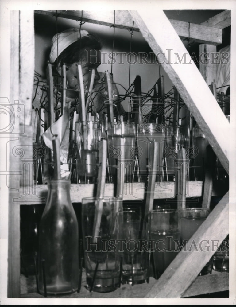 Load image into Gallery viewer, 1957 Press Photo West Berlin "Water Glass Piano" - ned01132
