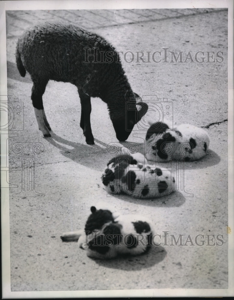 1955 Press Photo London England A sheep &amp; her three lambs at the zoo- Historic Images