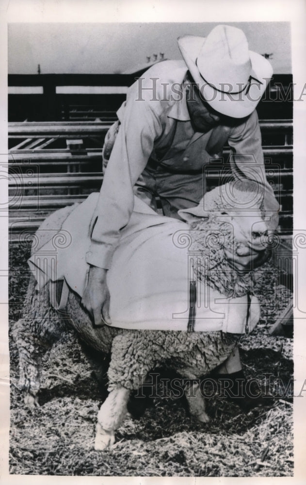 1955 Press Photo State College NM, a sheep in a jacket at A & M college