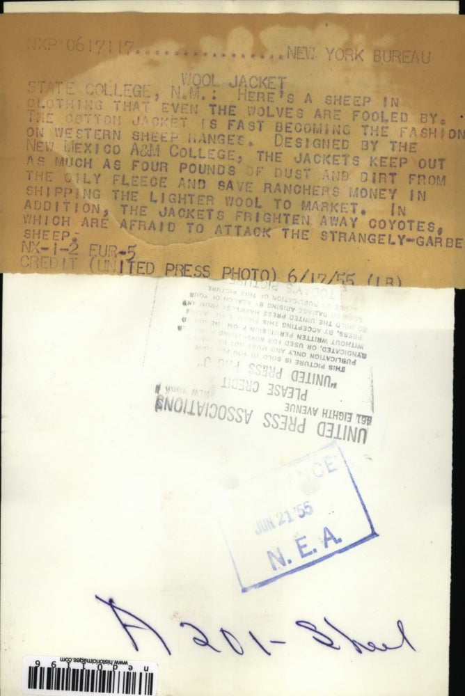 1955 Press Photo State College NM, a sheep in a jacket at A & M college