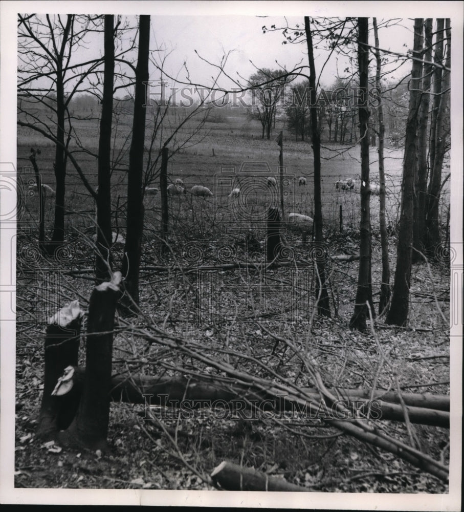 1954 Press Photo Cleveland Ohio sheep graze in Laura Seifrit's pasture