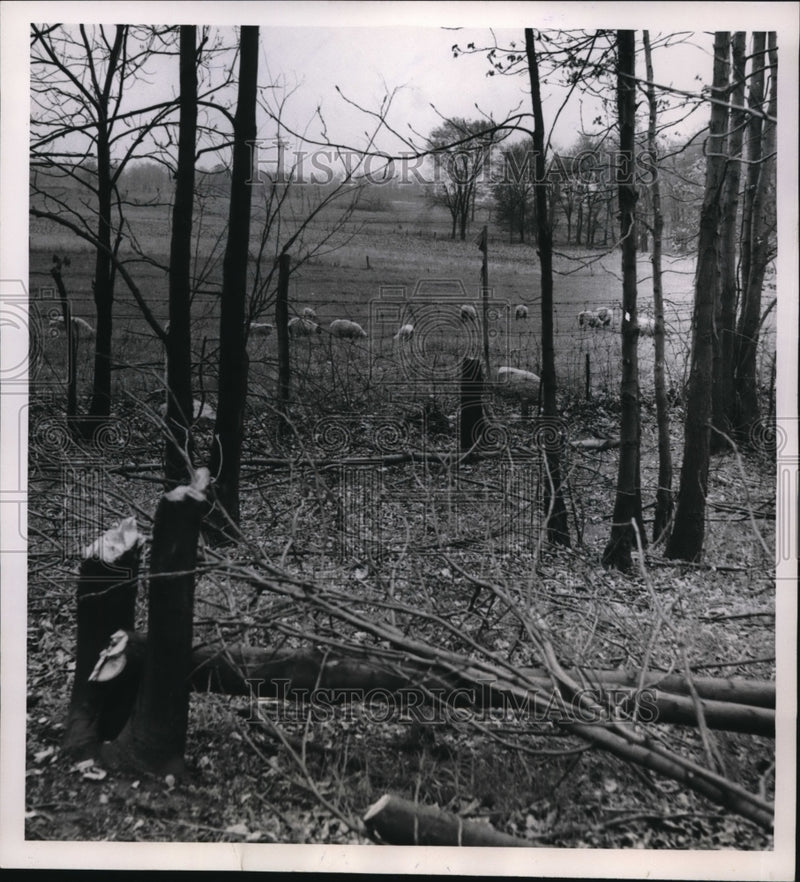 Load image into Gallery viewer, 1954 Press Photo Cleveland Ohio sheep graze in Laura Seifrit's pasture
