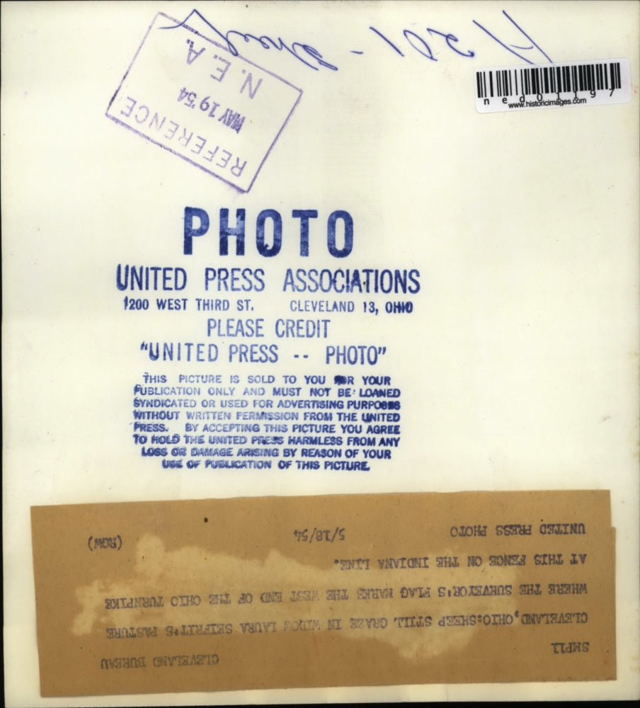 1954 Press Photo Cleveland Ohio sheep graze in Laura Seifrit's pasture