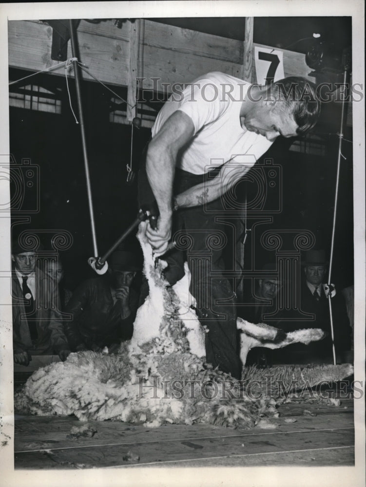 Load image into Gallery viewer, 1946 Press Photo Chicago Lane R Potter in sheep shearing contest
