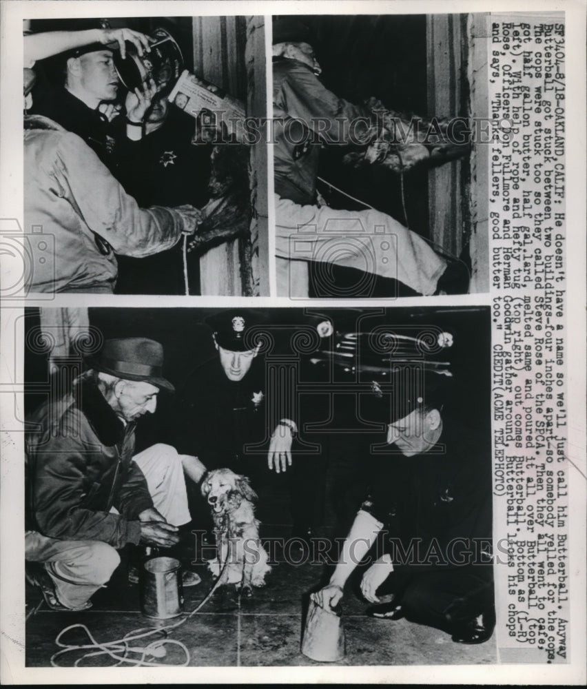 1949 Press Photo Cops helped Butterball that stuck between two buildings