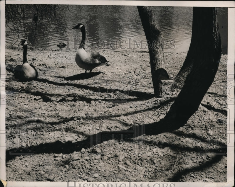 Load image into Gallery viewer, 1940 Press Photo Two geese in central park NY
