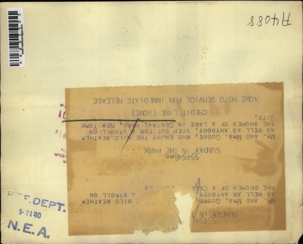 1940 Press Photo Two geese in central park NY